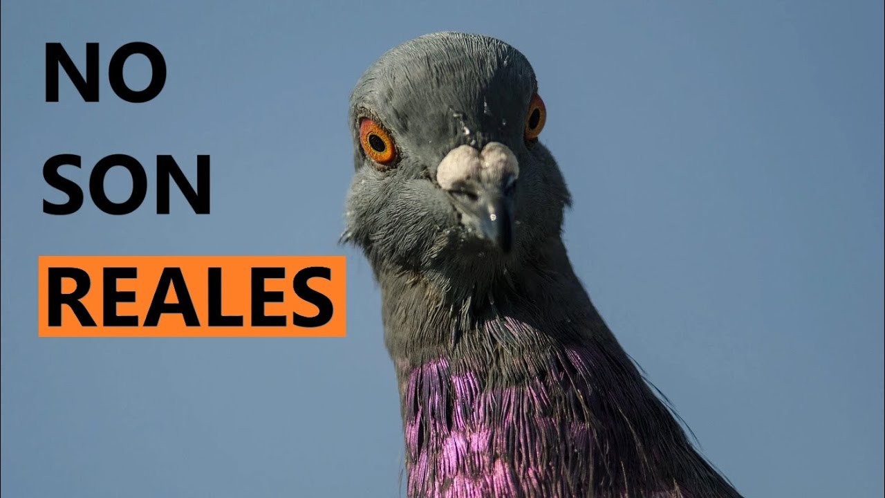 Las Palomas No Son Reales